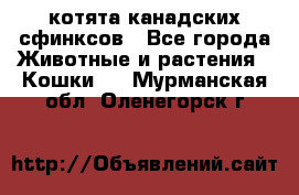 котята канадских сфинксов - Все города Животные и растения » Кошки   . Мурманская обл.,Оленегорск г.